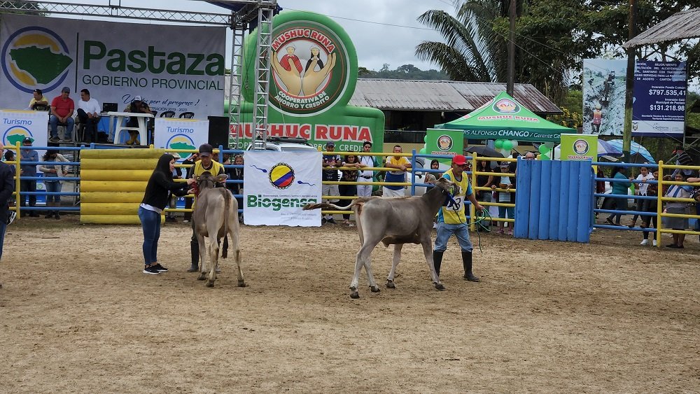 Feria de ganado se cumplió con éxito
