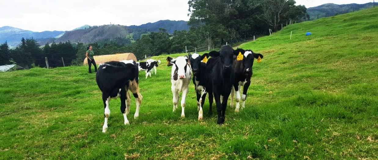 MAG started cattle vaccination campaign