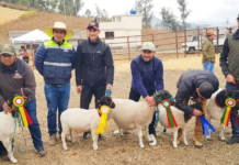 Este importante evento, que busca promover el desarrollo del sector agropecuario en la provincia, incluyó el juzgamiento de bovinos de diversas razas lecheras como Holstein, Brown Swiss, Jersey, Gyr Lechero, Girolando, Kiwi Cross y Ayrshire.