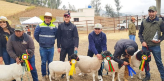 Este importante evento, que busca promover el desarrollo del sector agropecuario en la provincia, incluyó el juzgamiento de bovinos de diversas razas lecheras como Holstein, Brown Swiss, Jersey, Gyr Lechero, Girolando, Kiwi Cross y Ayrshire.