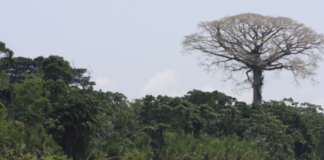 El Gobierno de Daniel Noboa dio un segundo paso para concretar un nuevo canje de deuda atada la conservación de la naturaleza. Y es que la organización Amazon Conservation DAC emitió un bono por USD 1.000 millones, según el portal especializado Bloomberg.
