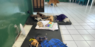 El Centro de Rescate Integral de Animales en Riesgo (CRIAR), en coordinación con el Municipio de Riobamba, impulsa su programa de jornadas de esterilización, una iniciativa para controlar la población animal de manera ética y promover la tenencia responsable de mascotas en el cantón.