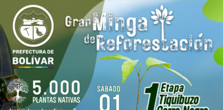 La Prefectura de Bolívar, en coordinación con el GAD Municipal de Chillanes, han puesto en marcha la Primera Etapa de Reforestación en Tiquibuzo - Cerro Negro