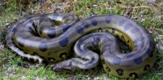Un equipo de investigadores ha encontrado en la Amazonía ecuatoriana lo que podría ser la serpiente más grande del mundo: una anaconda verde del norte (Eunectes akayima), una especie previamente no documentada.