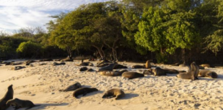 El Ministerio del Ambiente dispuso este 4 de enero de 2025 el cierre de la Playa Mann, en la Isla San Cristóbal, en Galápagos, mientras se verifica una posible afectación a la biodiversidad del lugar y se toman correctivos.