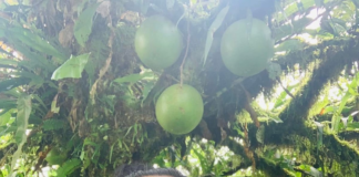 A finales de diciembre de 2023, la selva ecuatoriana ofreció una experiencia que permanecerá grabada en la memoria de sus turistas.
