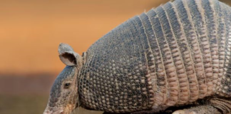 En el país habitan 475 especies nativas de mamíferos pertenecientes a pertenecientes a 13 órdenes, 53 familias y 214 géneros de acuerdo a la última lista actualizada de mamíferos del Ecuador; en la que se incluyen tres especies de ratones andinos del género Thomasomys, dos de ellas nuevas para la ciencia.
