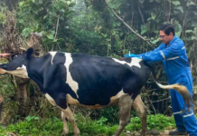 El pasado 8 de enero de 2025, el Departamento de Fomento Productivo llevó a cabo una importante iniciativa en las parroquias y comunidades del cantón Chunchi: la Campaña de Desparasitación y Vitaminización de ganado bovino. 
