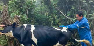 El pasado 8 de enero de 2025, el Departamento de Fomento Productivo llevó a cabo una importante iniciativa en las parroquias y comunidades del cantón Chunchi: la Campaña de Desparasitación y Vitaminización de ganado bovino. 