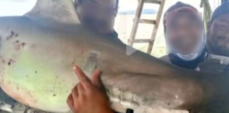 La Dirección del Parque Nacional Galápagos (DPNG) presentó una denuncia en contra de un hombre por el presunto delito contra la flora y fauna silvestre y tenencia ilegal de especies protegidas.