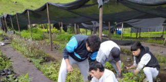 Con el objetivo de mejorar los ecosistemas locales y la calidad de vida de los habitantes del cantón Alausí, se realizó la entrega de más de 100 plantas a diversas comunidades e instituciones de la región.