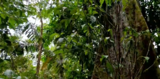 El Bosque Protector Ceploa, ubicado en el punto más alto de Taruga Urku, en la provincia de Pastaza, es una de las pocas reservas naturales que se mantiene intacta a lo largo de los siglos.