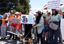 Ecuador se prepara para una gran movilización en defensa de los derechos de los animales. El próximo 22 de febrero de 2025, ciudadanos de al menos 16 ciudades saldrán a las calles para exigir el archivo del proyecto de ley conocido como LODA, el cual, según activistas, representa un retroceso en la protección de los animales.