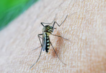 El Ministerio de Salud Pública anunció este jueves, 30 de enero, de dos personas fallecidas y 4.506 casos notificados de dengue en Ecuador. Esto lo informó con base en cifras de la semana epidemiológica número 4 del 2025.