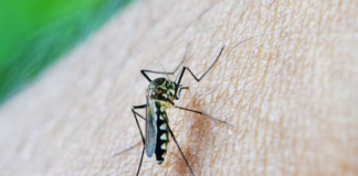 El Ministerio de Salud Pública anunció este jueves, 30 de enero, de dos personas fallecidas y 4.506 casos notificados de dengue en Ecuador. Esto lo informó con base en cifras de la semana epidemiológica número 4 del 2025.