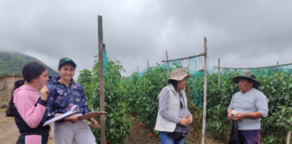 Un total de 276 jóvenes de Chimborazo están marcando la diferencia en el sector agropecuario de la provincia a través de su participación en el programa “Jóvenes en Acción”.