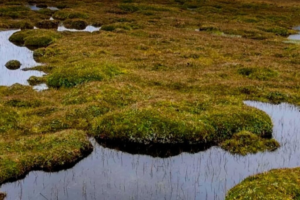 Un estudio reciente ha revelado un panorama alarmante sobre la calidad ecológica de los humedales en la Reserva de Producción de Fauna Chimborazo.