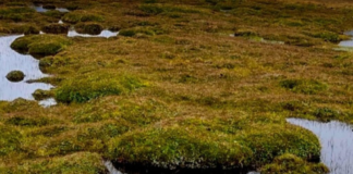 Un estudio reciente ha revelado un panorama alarmante sobre la calidad ecológica de los humedales en la Reserva de Producción de Fauna Chimborazo.