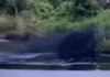 Un nuevo desastre ambiental afectó a la Amazonía del Ecuador esta semana. La ruptura de una tubería provocó un derrame de crudo en la parroquia Taracoa, cantón Francisco de Orellana, informó Petroecuador este 17 de abril de 2025.