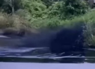 Un nuevo desastre ambiental afectó a la Amazonía del Ecuador esta semana. La ruptura de una tubería provocó un derrame de crudo en la parroquia Taracoa, cantón Francisco de Orellana, informó Petroecuador este 17 de abril de 2025.