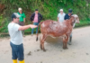 En un esfuerzo por impulsar el desarrollo del sector ganadero, la Prefectura de Bolívar, liderada por Aníbal Coronel Monar, llevó a cabo el “Taller de Evaluación de Características Productivas y Funcionales de Bovinos”, una actividad formativa clave organizada por la Secretaría de Desarrollo Económico Productivo.