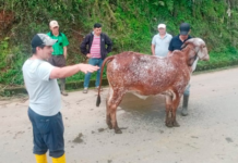 En un esfuerzo por impulsar el desarrollo del sector ganadero, la Prefectura de Bolívar, liderada por Aníbal Coronel Monar, llevó a cabo el “Taller de Evaluación de Características Productivas y Funcionales de Bovinos”, una actividad formativa clave organizada por la Secretaría de Desarrollo Económico Productivo.