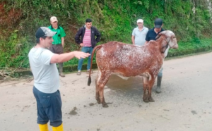 En un esfuerzo por impulsar el desarrollo del sector ganadero, la Prefectura de Bolívar, liderada por Aníbal Coronel Monar, llevó a cabo el “Taller de Evaluación de Características Productivas y Funcionales de Bovinos”, una actividad formativa clave organizada por la Secretaría de Desarrollo Económico Productivo.