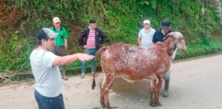 En un esfuerzo por impulsar el desarrollo del sector ganadero, la Prefectura de Bolívar, liderada por Aníbal Coronel Monar, llevó a cabo el “Taller de Evaluación de Características Productivas y Funcionales de Bovinos”, una actividad formativa clave organizada por la Secretaría de Desarrollo Económico Productivo.