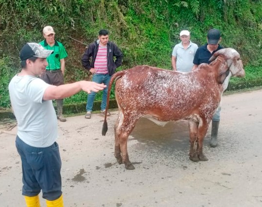 En un esfuerzo por impulsar el desarrollo del sector ganadero, la Prefectura de Bolívar, liderada por Aníbal Coronel Monar, llevó a cabo el “Taller de Evaluación de Características Productivas y Funcionales de Bovinos”, una actividad formativa clave organizada por la Secretaría de Desarrollo Económico Productivo.