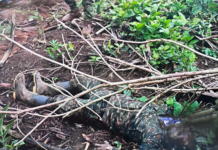 Bajo su espesa vegetación y humedad sofocante, la tragedia ocurrida el pasado 9 de mayo en Alto Punino sigue dejando huellas