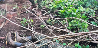 Bajo su espesa vegetación y humedad sofocante, la tragedia ocurrida el pasado 9 de mayo en Alto Punino sigue dejando huellas
