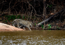 El jaguar (Panthera onca) es una especie emblemática y vital para los ecosistemas de la región y de nuestro país, ya que juega un papel crucial en el equilibrio de los ecosistemas como carnívoro tope.