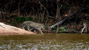 El jaguar (Panthera onca) es una especie emblemática y vital para los ecosistemas de la región y de nuestro país, ya que juega un papel crucial en el equilibrio de los ecosistemas como carnívoro tope.