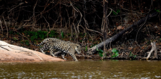 El jaguar (Panthera onca) es una especie emblemática y vital para los ecosistemas de la región y de nuestro país, ya que juega un papel crucial en el equilibrio de los ecosistemas como carnívoro tope.