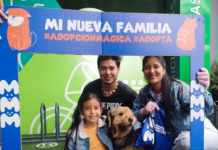 Mundo Mágico de la Mascota presenta “Sugar Doggies”, una innovadora campaña de adopción que busca cambiar el destino de los peludos mayores. La iniciativa convierte a estos perros en verdaderos “sponsors” gracias al respaldo de marcas aliadas que ofrecen descuentos, premios y productos gratuitos para los nuevos tutores.