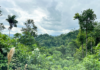 Con el liderazgo de la UTPL y el respaldo del GCBC, un proyecto de bioindustria amazónica transforma aceites esenciales en alternativas económicas sostenibles, al integrar ciencia, biodiversidad y participación comunitaria frente al cambio climático. 