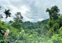 Con el liderazgo de la UTPL y el respaldo del GCBC, un proyecto de bioindustria amazónica transforma aceites esenciales en alternativas económicas sostenibles, al integrar ciencia, biodiversidad y participación comunitaria frente al cambio climático. 