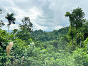 Con el liderazgo de la UTPL y el respaldo del GCBC, un proyecto de bioindustria amazónica transforma aceites esenciales en alternativas económicas sostenibles, al integrar ciencia, biodiversidad y participación comunitaria frente al cambio climático. 