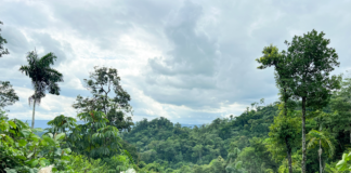 Con el liderazgo de la UTPL y el respaldo del GCBC, un proyecto de bioindustria amazónica transforma aceites esenciales en alternativas económicas sostenibles, al integrar ciencia, biodiversidad y participación comunitaria frente al cambio climático. 