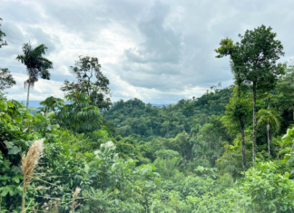 Con el liderazgo de la UTPL y el respaldo del GCBC, un proyecto de bioindustria amazónica transforma aceites esenciales en alternativas económicas sostenibles, al integrar ciencia, biodiversidad y participación comunitaria frente al cambio climático. 