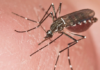 La Secretaría de Salud del Municipio de Quito confirmó este viernes 9 de mayo de 2025 la detección del mosquito Aedes aegypti, vector responsable de transmitir la fiebre amarilla, en zonas rurales del Distrito Metropolitano, específicamente en el Chocó Andino y la Ruta Escondida.