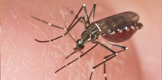 La Secretaría de Salud del Municipio de Quito confirmó este viernes 9 de mayo de 2025 la detección del mosquito Aedes aegypti, vector responsable de transmitir la fiebre amarilla, en zonas rurales del Distrito Metropolitano, específicamente en el Chocó Andino y la Ruta Escondida.