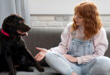 El abandono de mascotas es una problemática creciente en Ecuador. De acuerdo con datos de la Asociación de Protección y Bienestar Animal (APBA), se estima que más de 500,000 perros viven en situación de calle a nivel nacional.