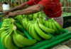 Banano ecuatoriano rompe récords: Exportaciones crecen 12%