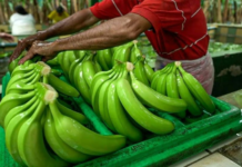 Banano ecuatoriano rompe récords: Exportaciones crecen 12%