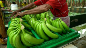 Banano ecuatoriano rompe récords: Exportaciones crecen 12%