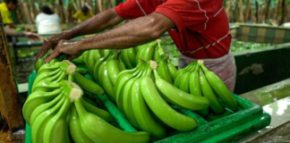 Banano ecuatoriano rompe récords: Exportaciones crecen 12%