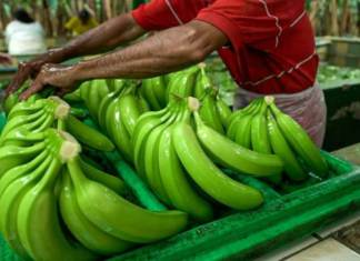 Banano ecuatoriano rompe récords: Exportaciones crecen 12%