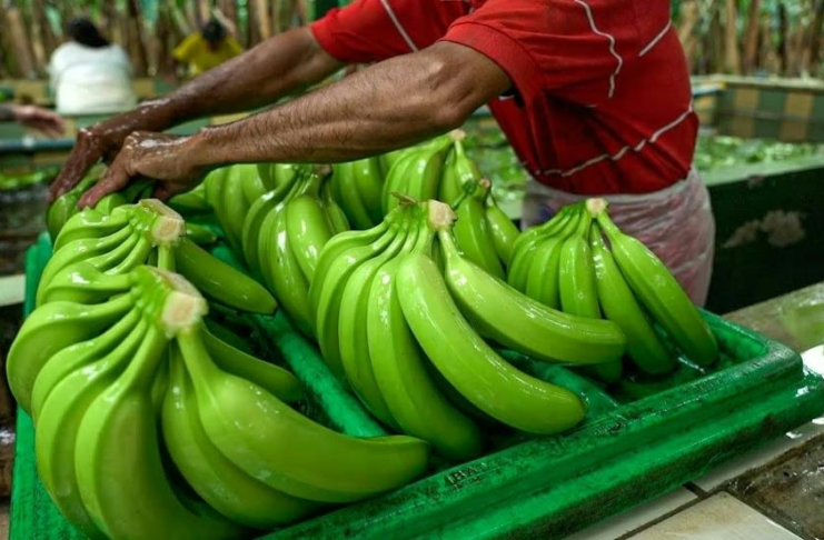 Banano ecuatoriano rompe récords: Exportaciones crecen 12%