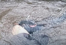 La mañana del 27 de junio comenzó con un inesperado hallazgo en la parroquia rural Puente de Aláquez, en la provincia de Cotopaxi. Cerca de las 08h45, una vecina que cuidaba a sus terneros en las inmediaciones del río Aláquez se llevó una impactante sorpresa al descubrir un cuerpo sin vida flotando en el agua.